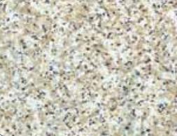 Kittrich Shelf Mat (MPN: 05F-C6P46-06)