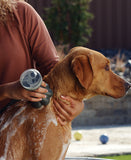 Oxygenics PawSpa ShampoochPro Handheld Washer (MPN: 78166)